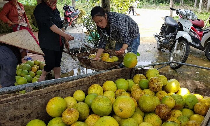 Hàng vạn quả bưởi Phúc Trạch rụng tả tơi, dân tê tái