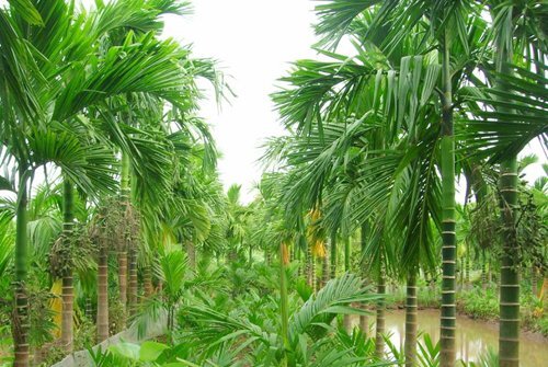 Thương lái hoành hành săn lùng cau non xuất đi Trung Quốc