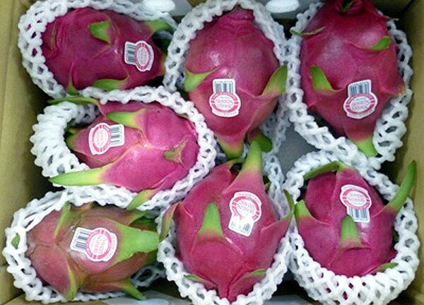 Người Úc khen trái thanh long Việt Nam ngon ‘tuyệt vời'