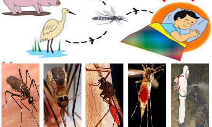 Tội nghiệp bệnh nhi ở Đắk Lắk chết do viêm não Nhật Bản B