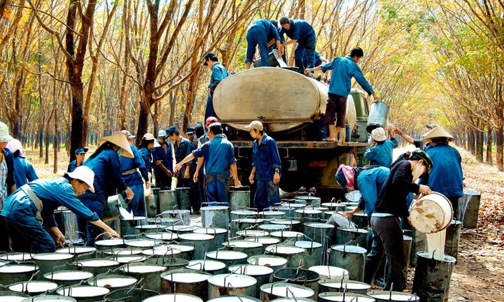 Tập đoàn cao su Việt Nam dự thu 12.800 tỷ đồng từ cổ phần hoá