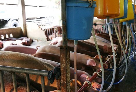 Bắt quả tang cơ sở giết mổ bơm thuốc an thần vào lợn