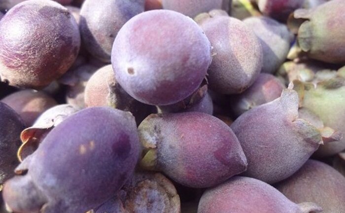 'Thần dược' ổi, sim chín rụng đừng bỏ phí, hãy ngâm chữa bệnh theo cách này