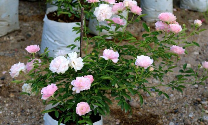 Chiêm ngưỡng hàng ngàn cây hoa hồng của nữ đại gia nơi 'đất vàng' Hồ Tây