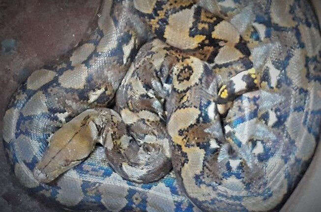 Vì sao con nưa 9 lỗ mũi được thả về rừng dễ gây chết người?