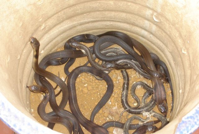 Chuyến hàng đổi mạng của tỷ phú rắn hổ mang nổi tiếng đất Bắc