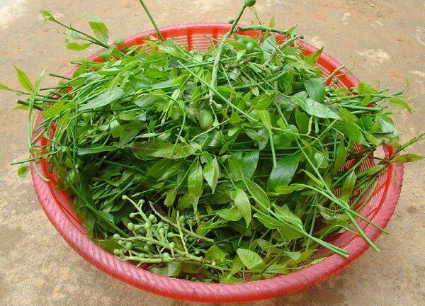 Loại rau rừng đắt hơn thịt, cực tốt được nhiều người tìm mua