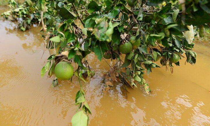 Lũ lụt Hòa Bình: Đồng cam Cao Phong bị ngập nặng, thiệt hại hàng tỷ đồng