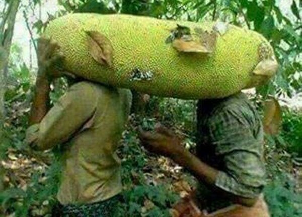 Kỳ lạ: Mít, chuối, bơ dài cả mét, chung nhau ăn mới hết