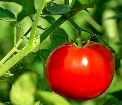 Cảnh báo: Những độc tố khi ăn khoai tây, cà chua, cà tím, ít người biết