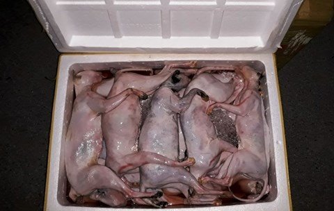Tin sốc cho người thích thịt mèo: Hơn 1 tấn mèo, gà đông lạnh quá đát bị bắt khi 'tuồn' về Thái Bình