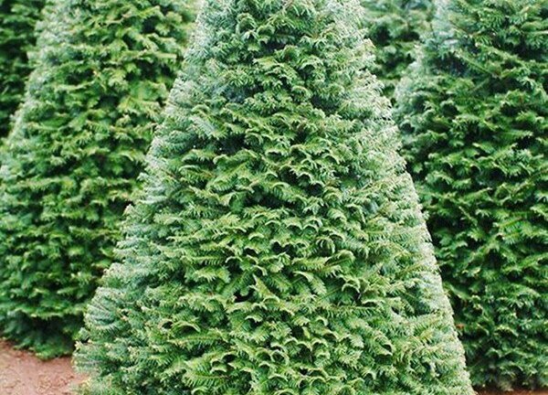 Noel 2017: Dân sành rước cây thông xịn giá ngàn USD về chơi