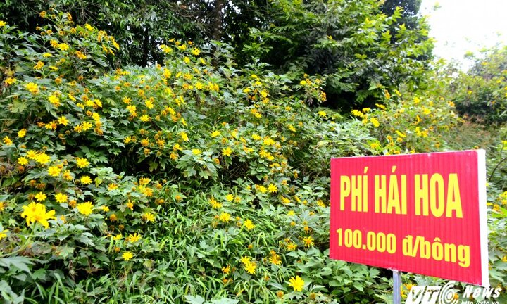 Cận cảnh loài hoa rừng có phí hái 100.000 đồng một bông