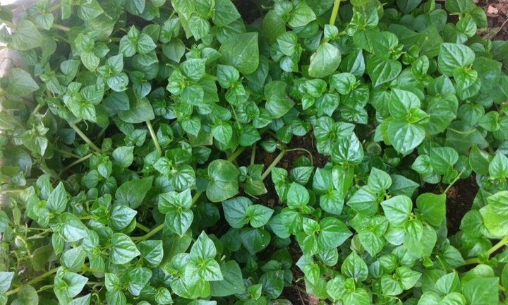 Sốt rau dại 'thần dược': Người Nhật săn lùng, dân Việt phát cuồng ăn theo