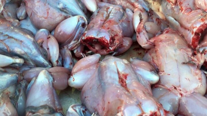 Thịt cóc tốt như 'thần dược' ăn thế nào để tránh ngộ độc?