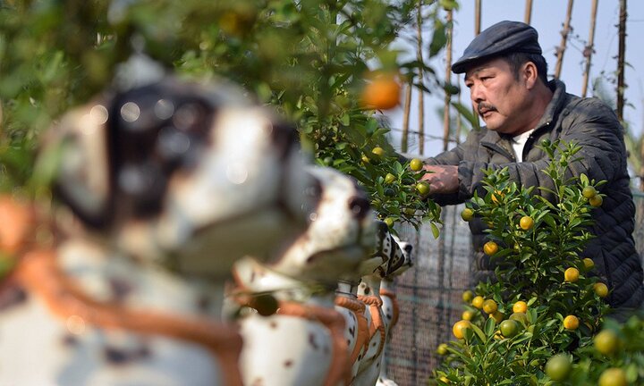 Quất ngự lưng chó đốm phục vụ Tết Nguyên đán