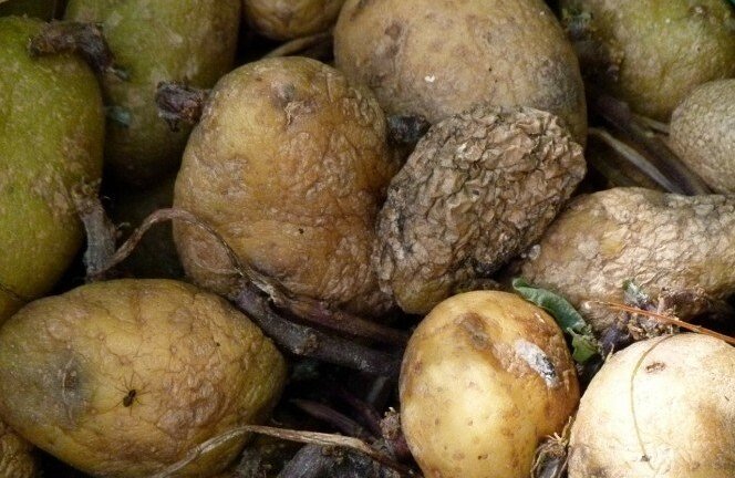 3 người cùng chết khi vào hầm khoai tây để lâu ngày: Củ khoai tây giết người thế nào?