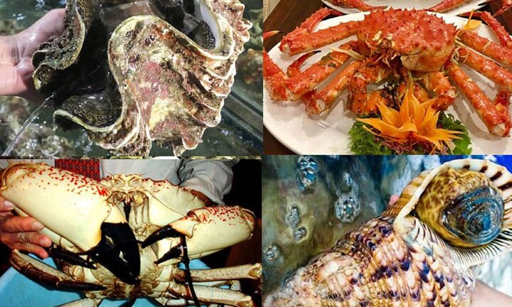 Ngỡ ngàng ngắm tu hài 10 triệu đồng/con, cua khổng lồ 60 triệu đồng/con