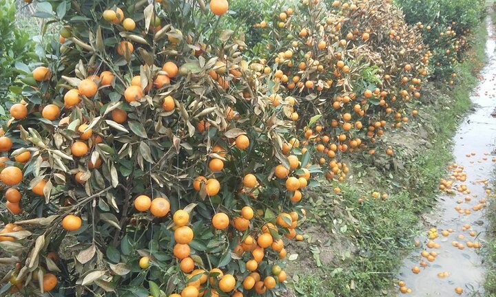 Kẻ xấu dùng thuốc diệt cỏ sát hại hơn 300 cây quất cảnh