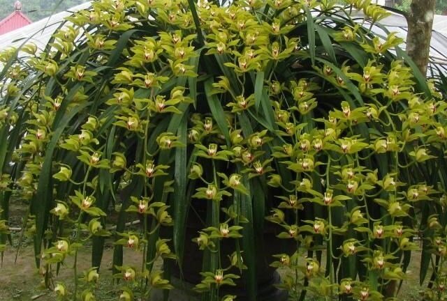 Đại gia Hà thành chi hơn 1 tỷ mua lan Trần Mộng huyền thoại chơi Tết