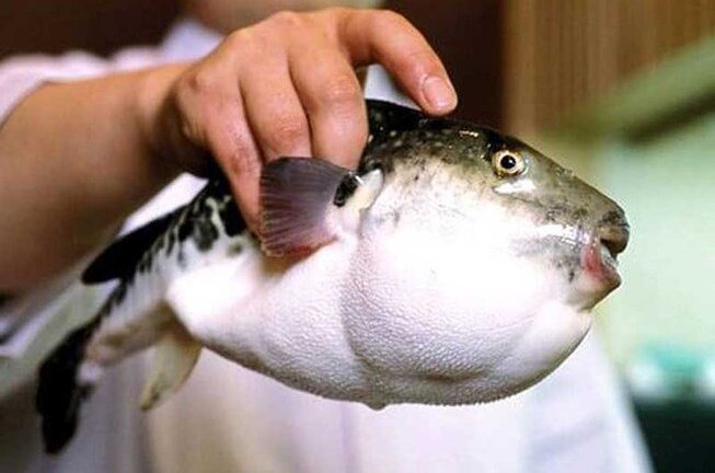 Dân Nhật lo sợ vì cá cực độc chết người lọt ra siêu thị
