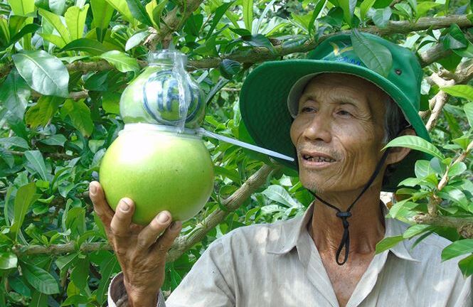 Trái cây miền Tây in chữ 'Phúc - Lộc - Thọ' đắt hàng trước Tết