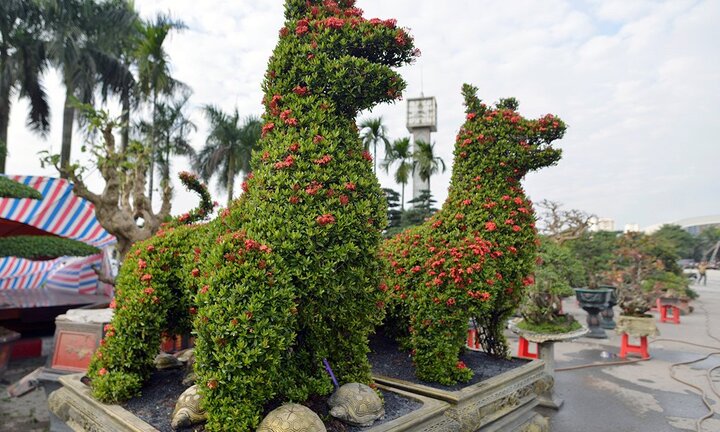 Cây cảnh hoa mẫu đơn hình chó, giá 350 triệu một cặp ở Hà Nội