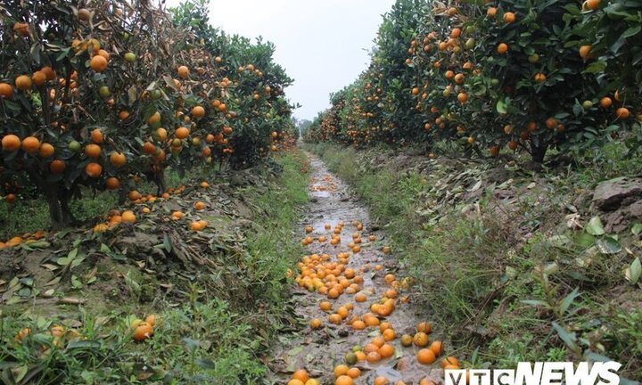 Khởi tố kẻ dùng thuốc cỏ sát hại hơn 200 cây quất cảnh