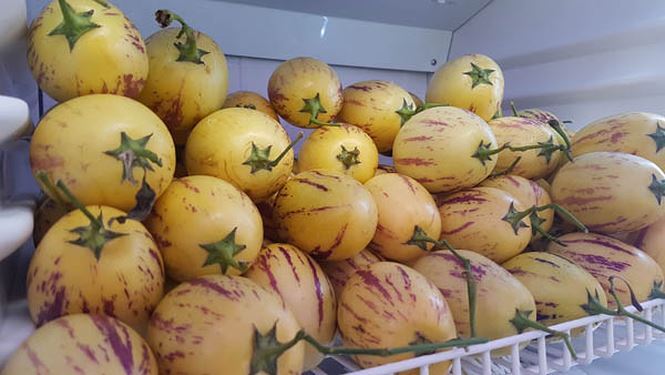 Dưa hấu 'tí hon' chơi Tết của lão nông ở miền Tây