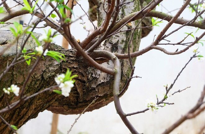 Mận Mộc Châu 'bạt phong hồi đầu' độc nhất vô nhị về Hà Nội