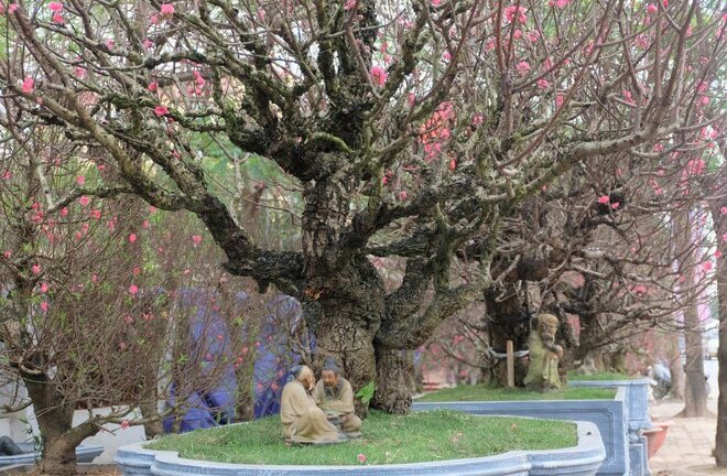 Chiêm ngưỡng cây đào cổ Nhật Tân 'hét' giá thuê 150 triệu đồng