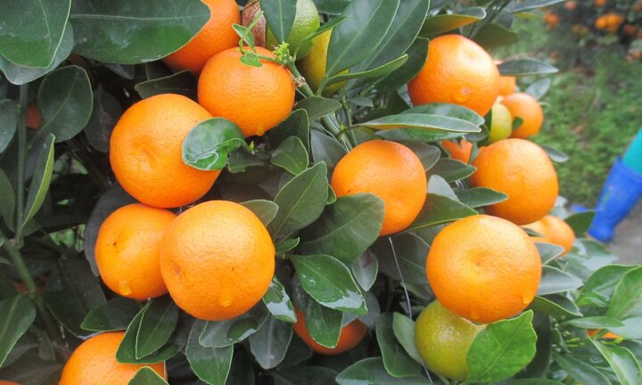 Quất cảnh chơi tết ở Thanh Hóa bất ngờ tăng giá sau trận lụt lịch sử