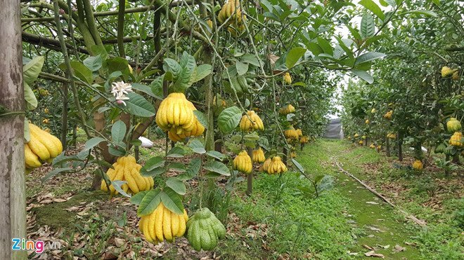 Phật thủ chín sớm, quả đẹp giá 2 triệu, người trồng lo thất thu