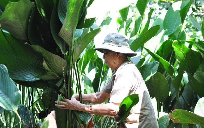 Trả 350.000 đồng mỗi ngày vẫn khó tìm người thu hoạch lá dong bán Tết