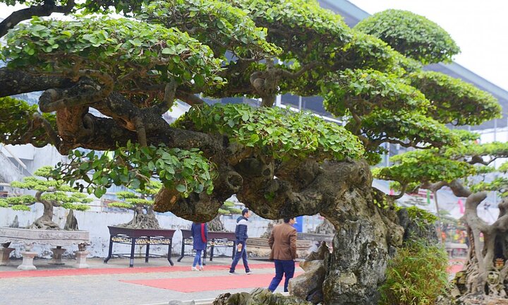 Đầu năm Mậu Tuất, mãn nhãn với siêu phẩm 'Long đàn Phượng vũ' trị giá trên 2 tỷ đồng