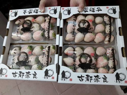 Dâu tây Bạch Tuyết 3 triệu đồng/kg vẫn đắt hàng