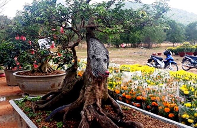 Cây khế hình chú chó hơn 20 năm tuổi được rao bán 400 triệu đồng