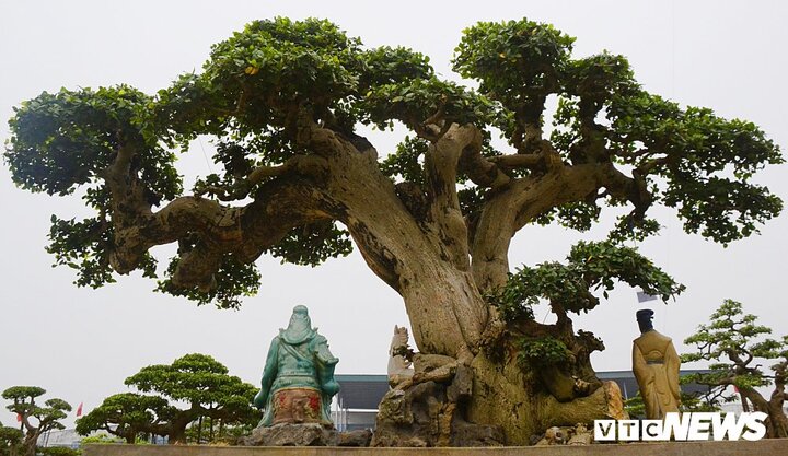 Đại gia An Giang chơi cây sanh cổ dáng Long hơn tỷ đồng độc đáo nhất năm Mậu Tuất