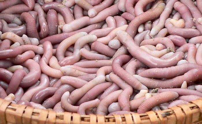 Nhìn rất đáng sợ nhưng đây là 'mì chính' đắt như vàng ròng