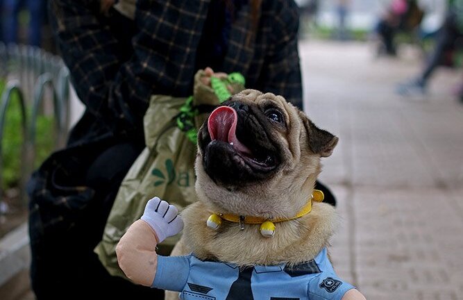 Chó cảnh diện thời trang 'sang chảnh' tung tăng dạo phố