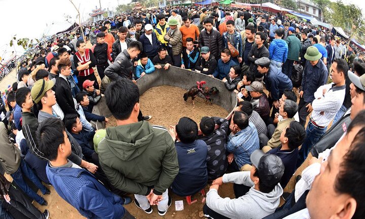 Nghìn người có mặt ở sân chọi gà ngày đầu năm mới