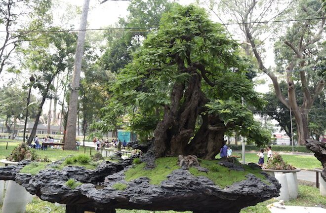 Hai cây me cổ 1,6 triệu USD, con cá rồng gần chục tỷ đồng
