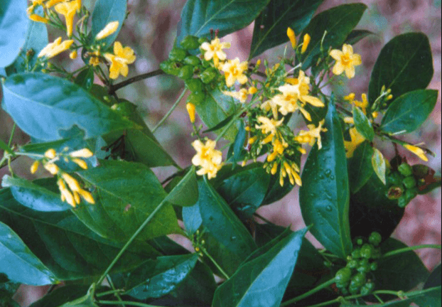 Độc lá ngón giết người thế nào, ăn lá ngón bao lâu thì mất mạng?