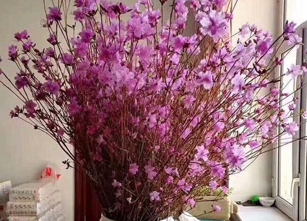 Sẽ rà soát nguy cơ từ hoa đỗ quyên ngủ đông, táo bonsai