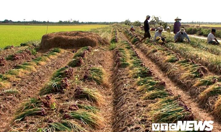 Hành tím Sóc Trăng rớt giá thê thảm, chỉ 6.000 đồng/kg