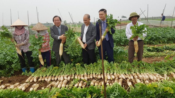 Người trồng củ cải Việt Nam sắp giàu?