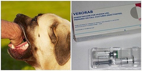 TP.HCM 'cháy' vắc xin phòng dại