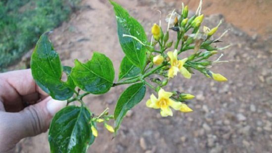 Ăn nhầm lá ngón, 2 bé gái người Mông nguy kịch