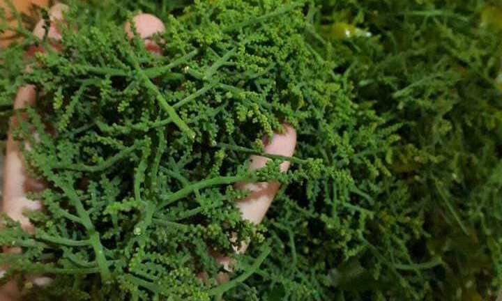 Bát canh hoa rau ngót rừng: Ngọt lừ, đắt gấp đôi thịt bò Mỹ