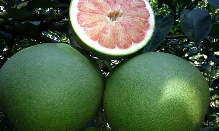 Đại gia Thái mang cua Cà Mau, bưởi da xanh Việt xuất ngoại